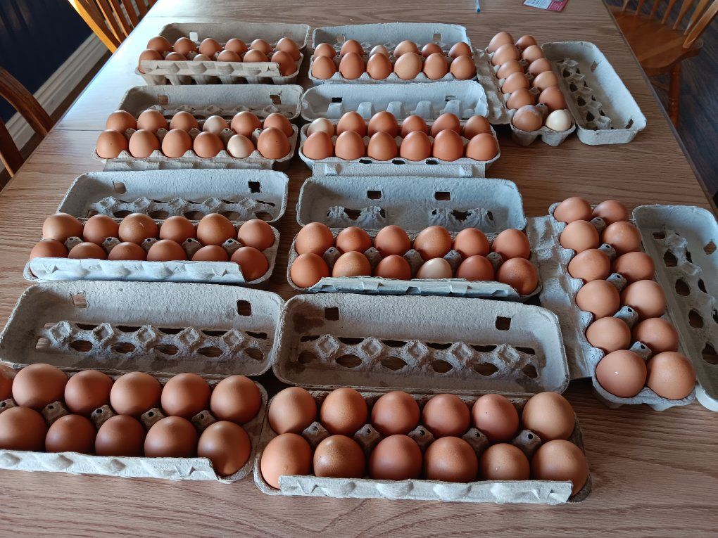 eggs