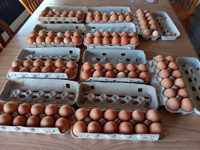 eggs