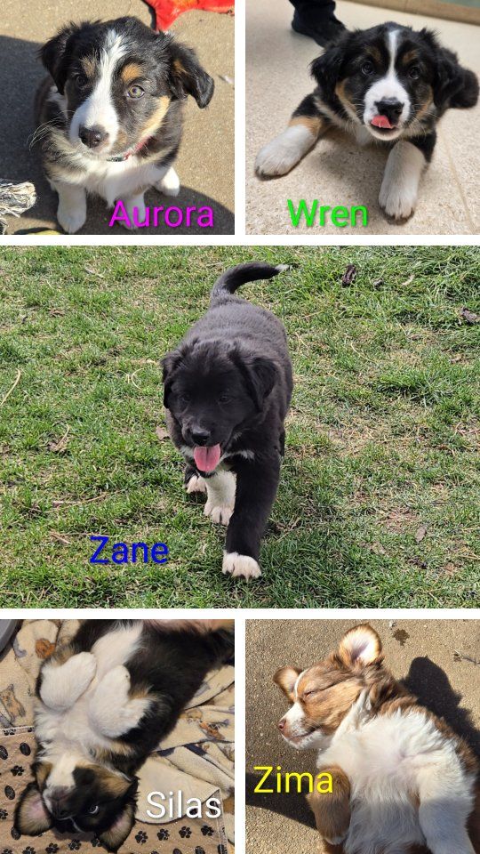 Mini Aussie / Australian Shepherd Puppies – Born J