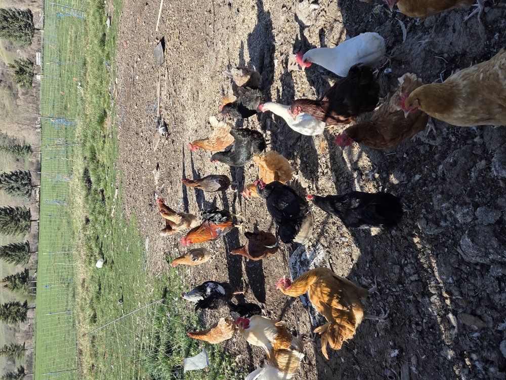 laying hens. 1 year to 18 months