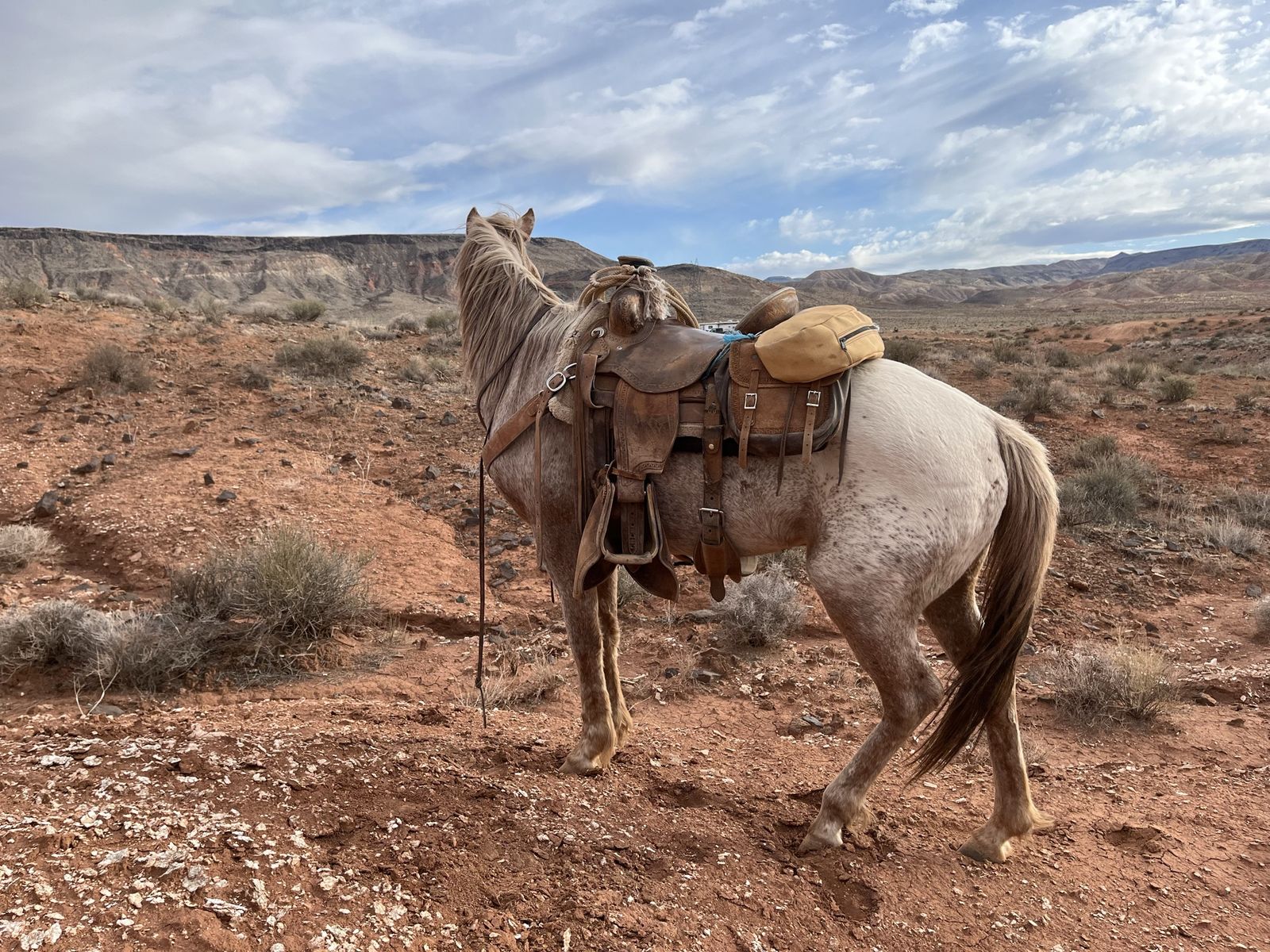 Seven year old gelding