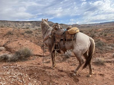 Seven year old gelding