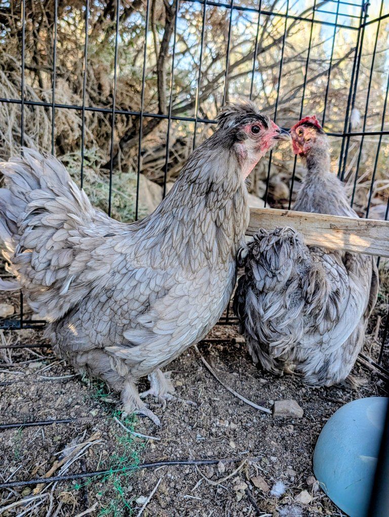 2 Bantam Roosters and 2 Bantam Hens