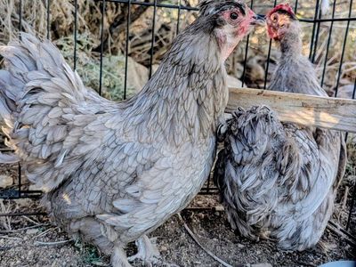 2 Bantam Roosters and 2 Bantam Hens
