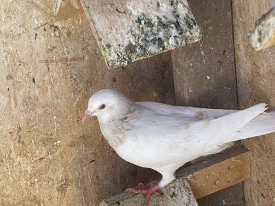 Two Pigeon five dollar each