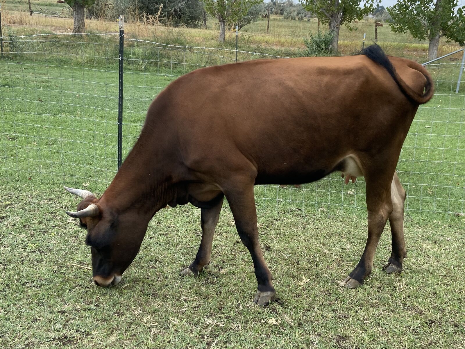 Jersey Corrientes Cow