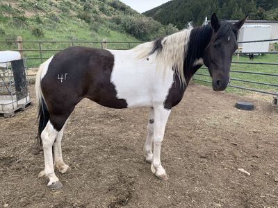 Tennessee Walker Filly