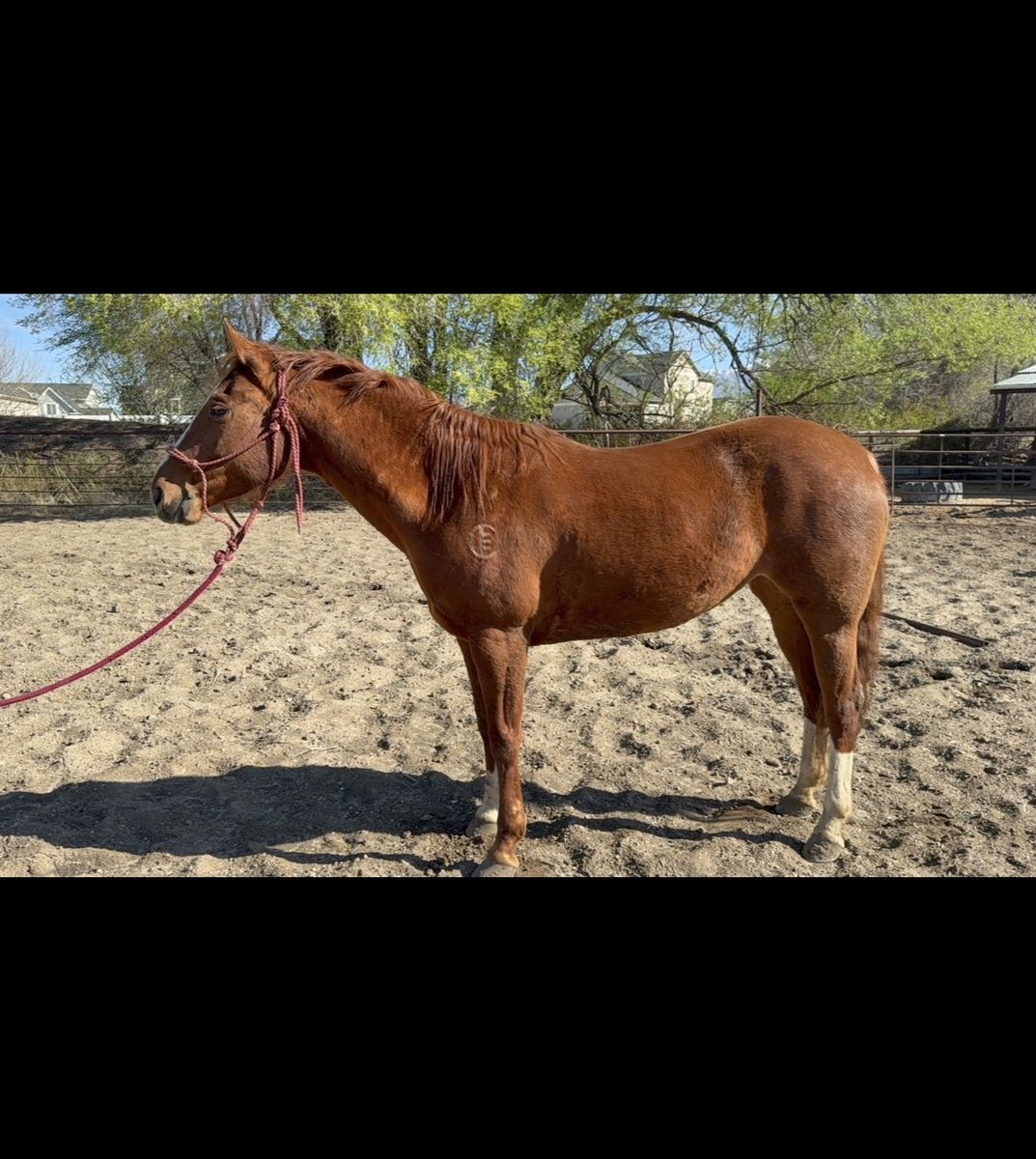 2018 Sorrel Breakaway horse for sale