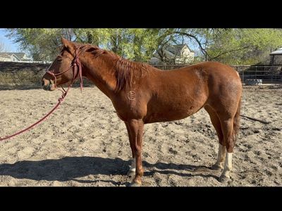 2018 Sorrel Breakaway horse for sale
