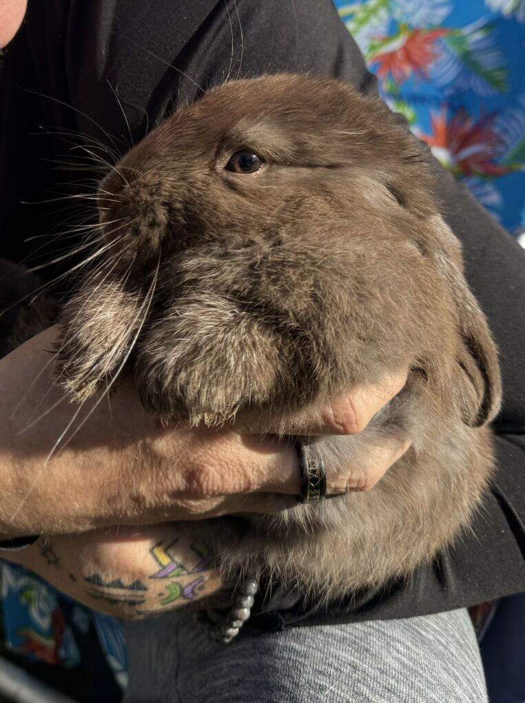 Silverfox Rare Colors