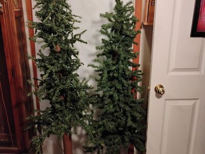 Alpine 5 And 6 Ft. Pine Accent Trees W/Lites