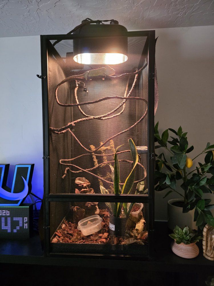 Female Veiled Chameleon & Set-Up