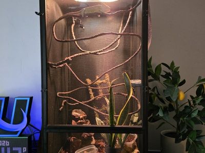 Female Veiled Chameleon & Set-Up