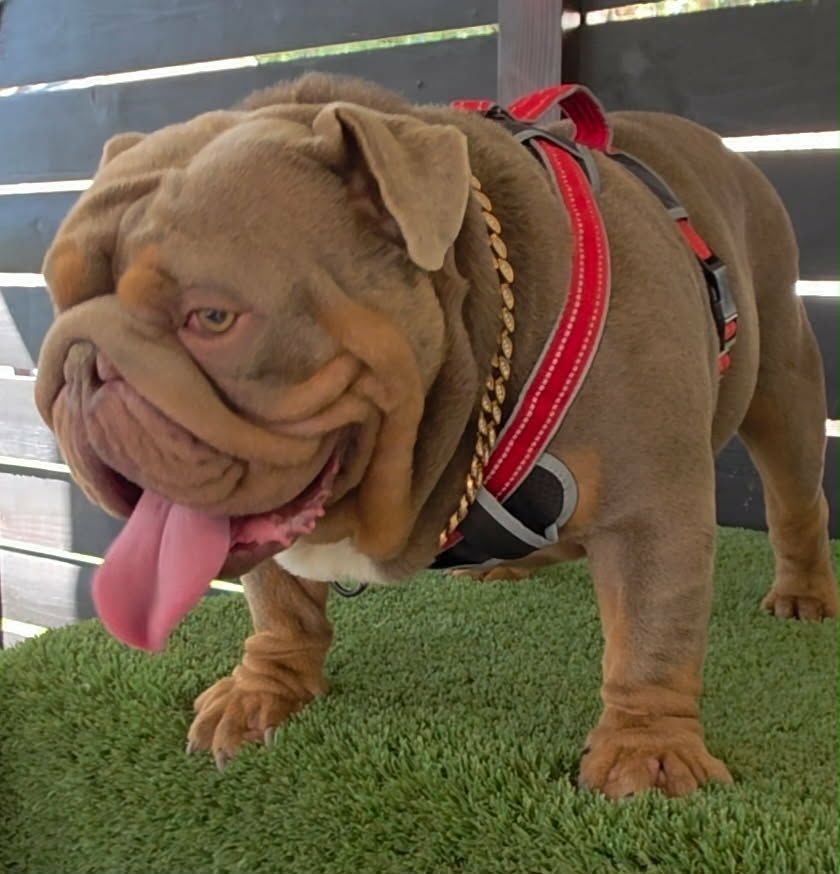 English Bulldogs Please Check My Post