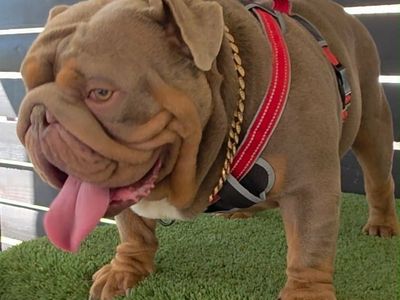 English Bulldogs Please Check My Post