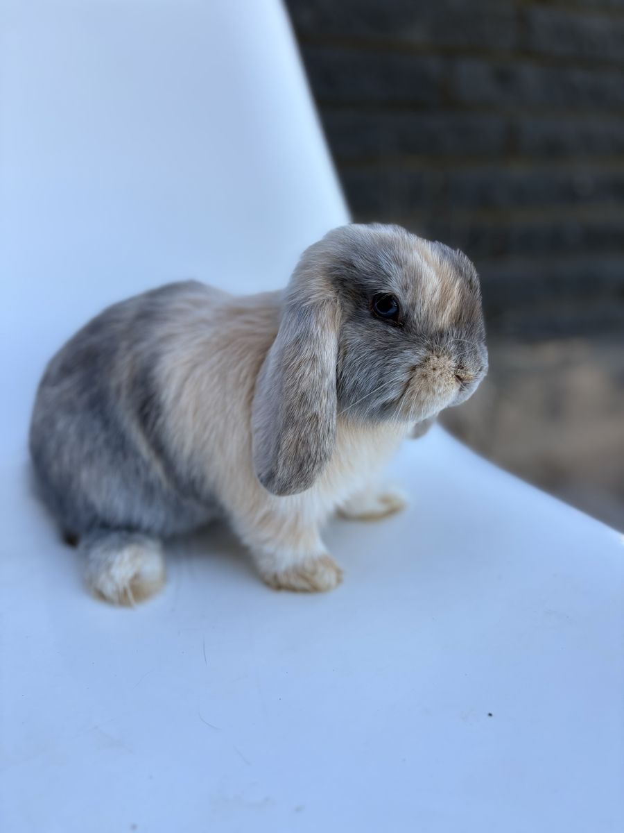 Adorably Cute pure breed Holland Lop Bunny Rabbit