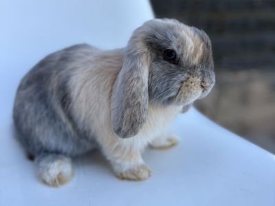 Adorably Cute pure breed Holland Lop Bunny Rabbit