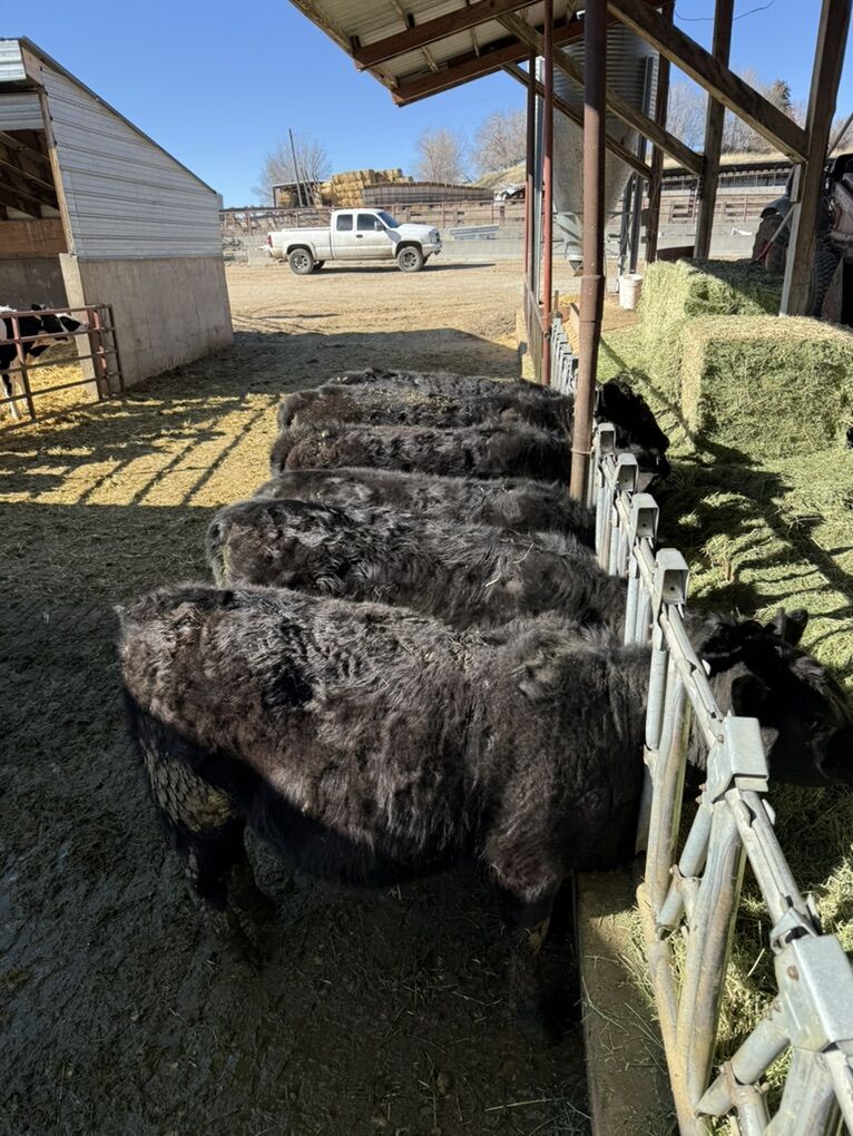 Breeding Age Angus Heifers