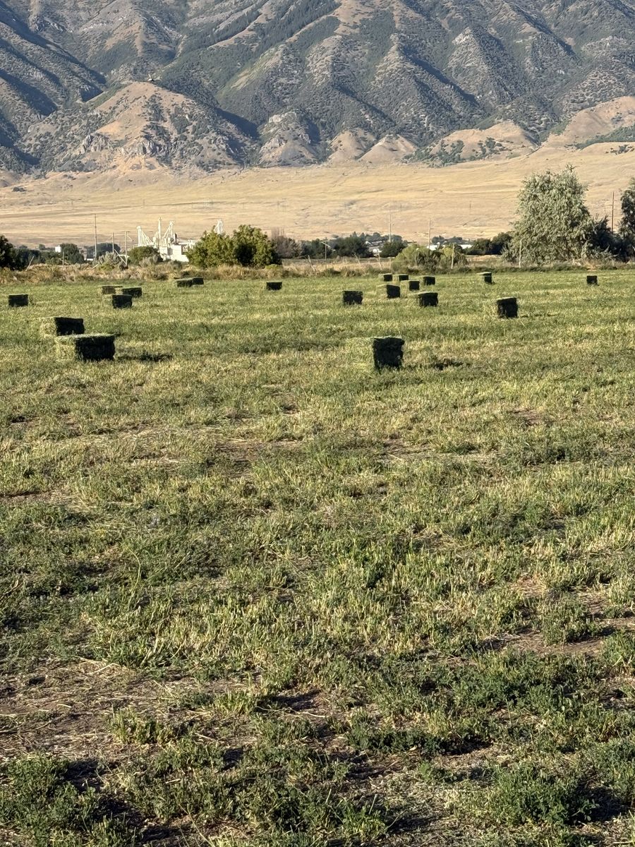 Small Square Hay Bales - Alfalfa Grass Mix (Stored Dry in Barn)