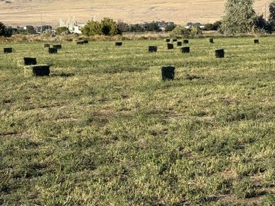 Small Square Hay Bales - Alfalfa Grass Mix (Stored Dry in Barn)