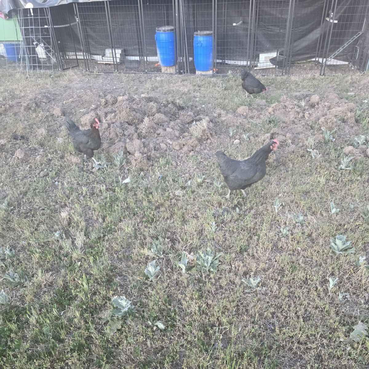 Free 1 year old laying hens