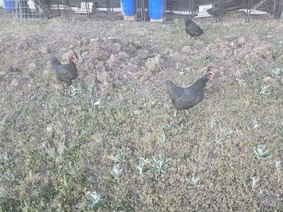 Free 1 year old laying hens