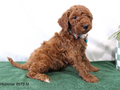Boy Hummer - Mini Goldendoodle $1500