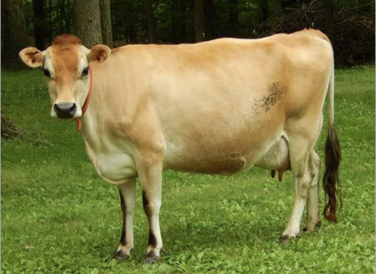 Looking for small pasture in the Meridian/Boise Area