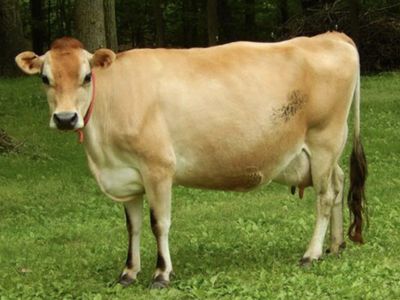 Looking for small pasture in the Meridian/Boise Area