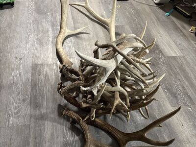 Deer And Elk Sheds
