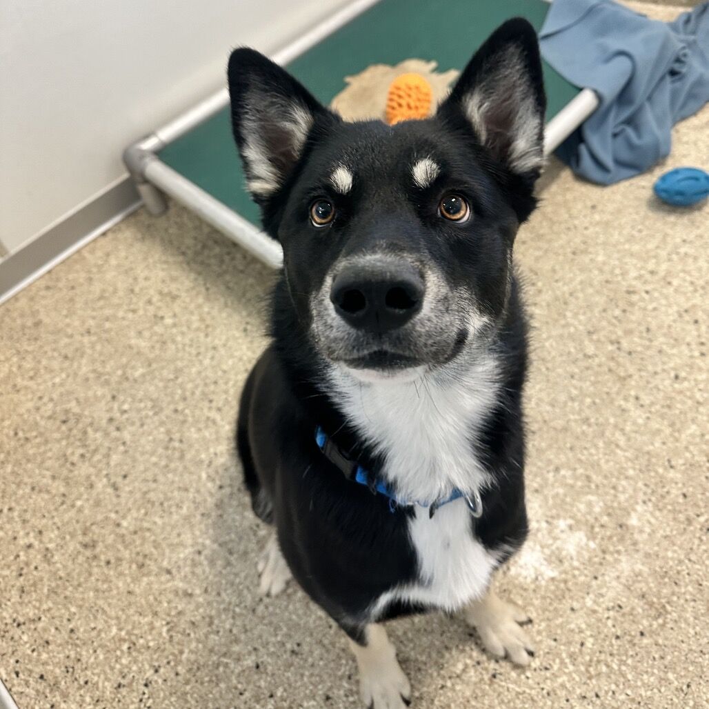 Hello my name is Crew