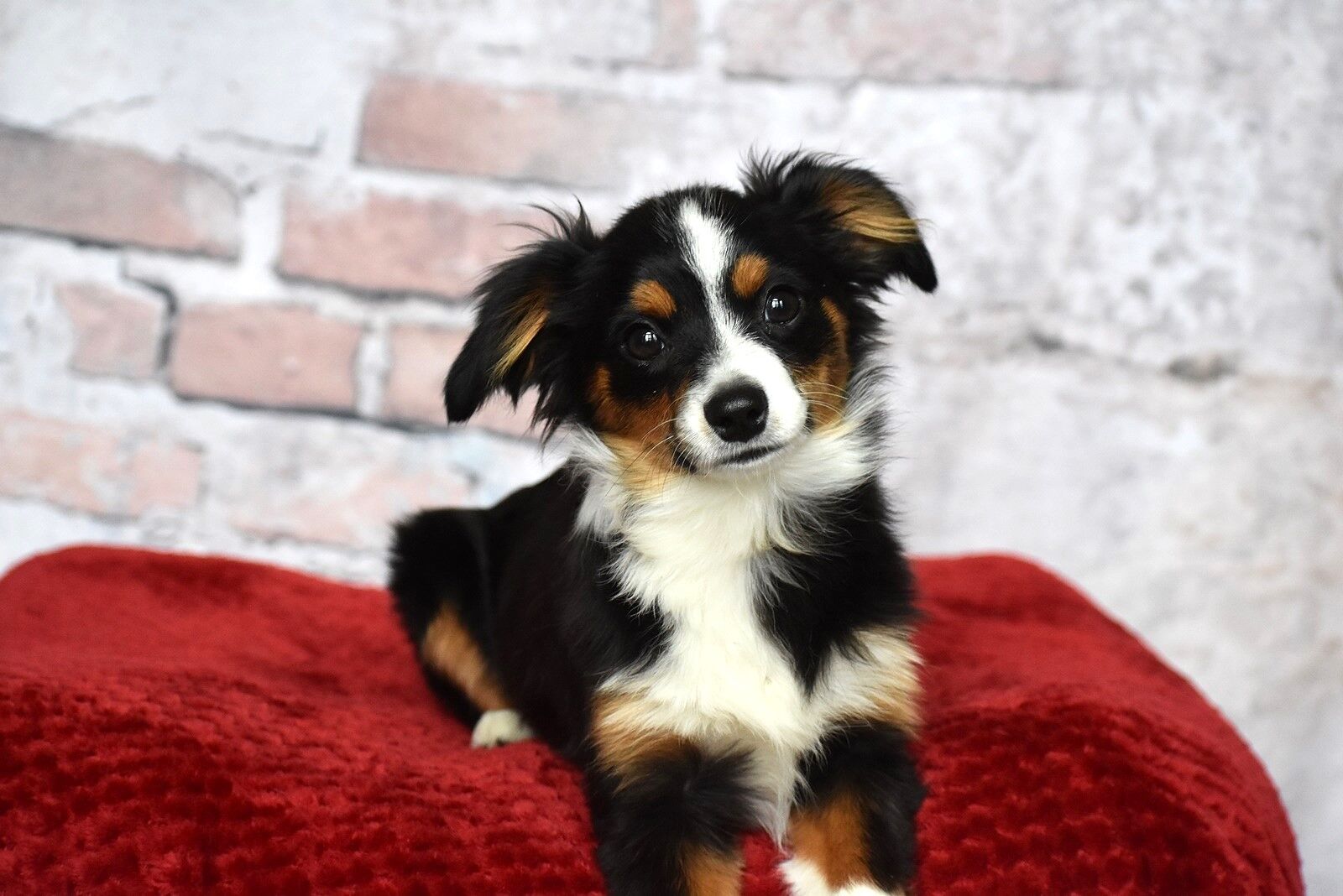 Toy Australian Shepherd