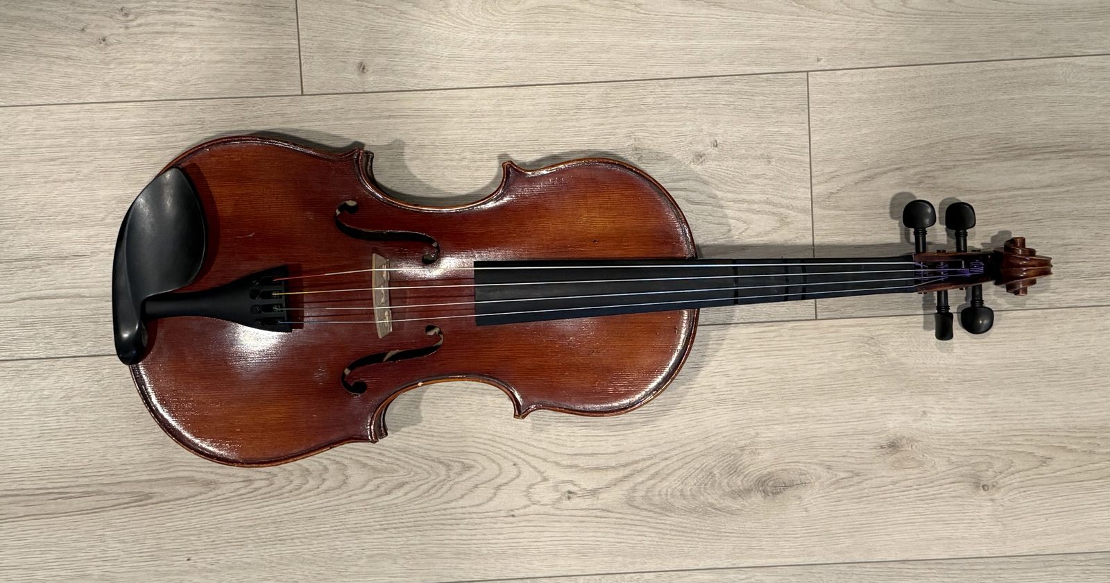 Viola 