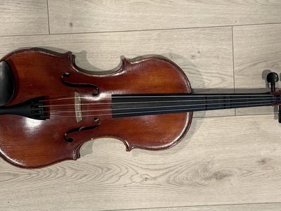 Viola