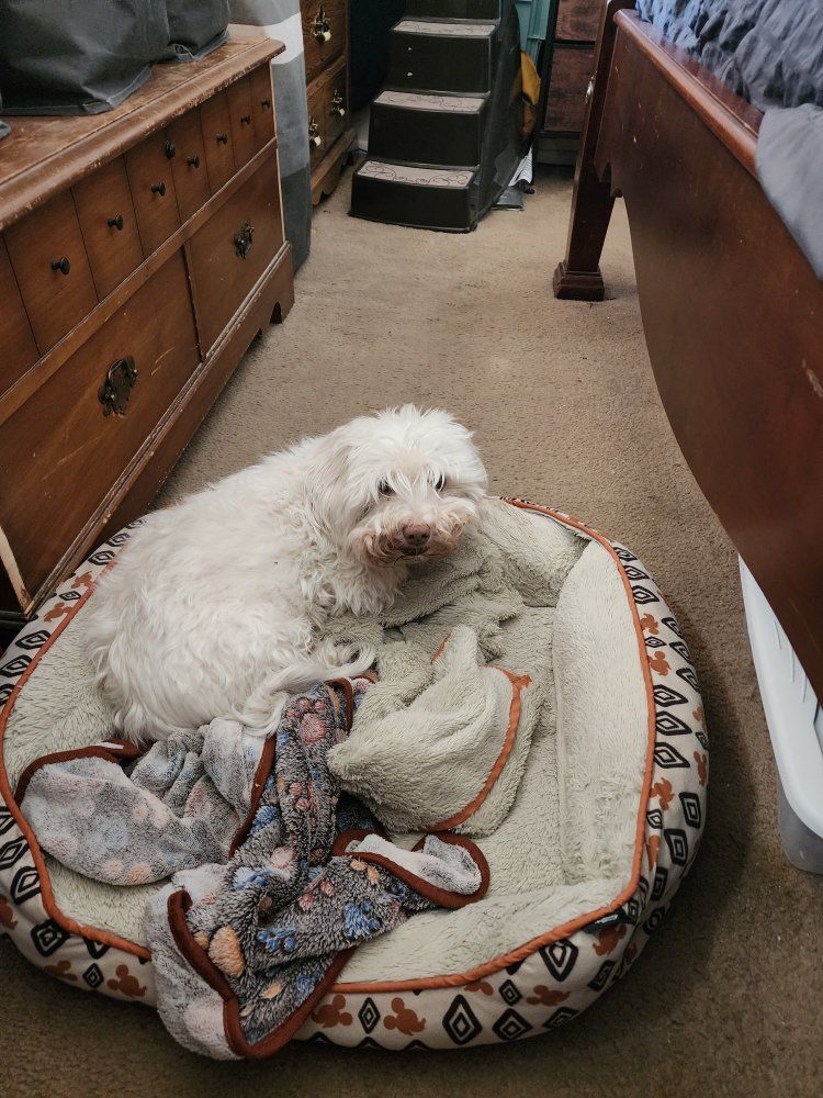 Older Friendly Maltese