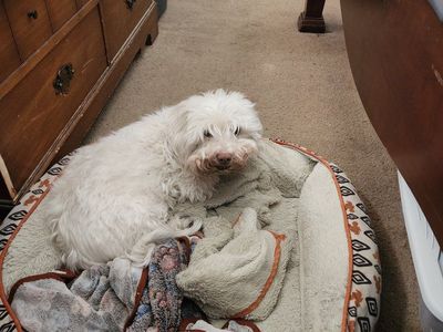 Older Friendly Maltese