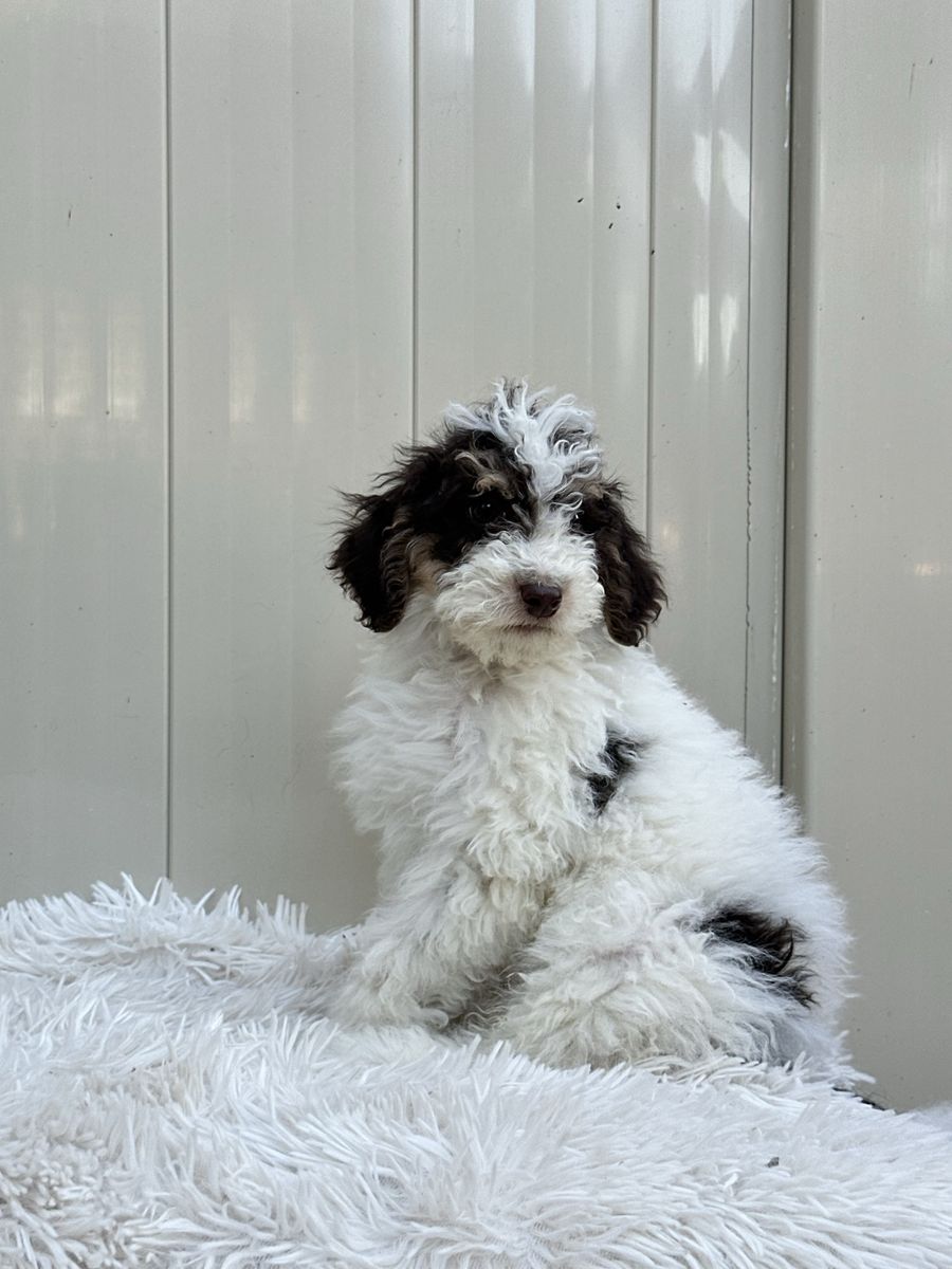 Bernadoodle puppies