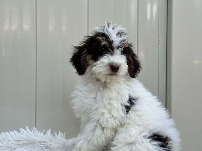 Bernadoodle puppies