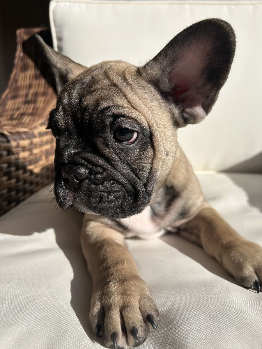 AKC French Bulldog Puppy