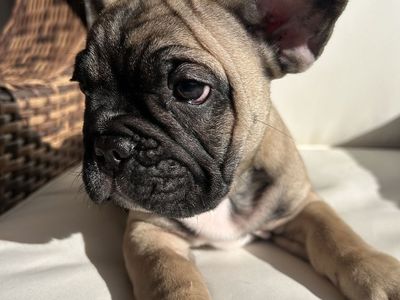 AKC French Bulldog Puppy