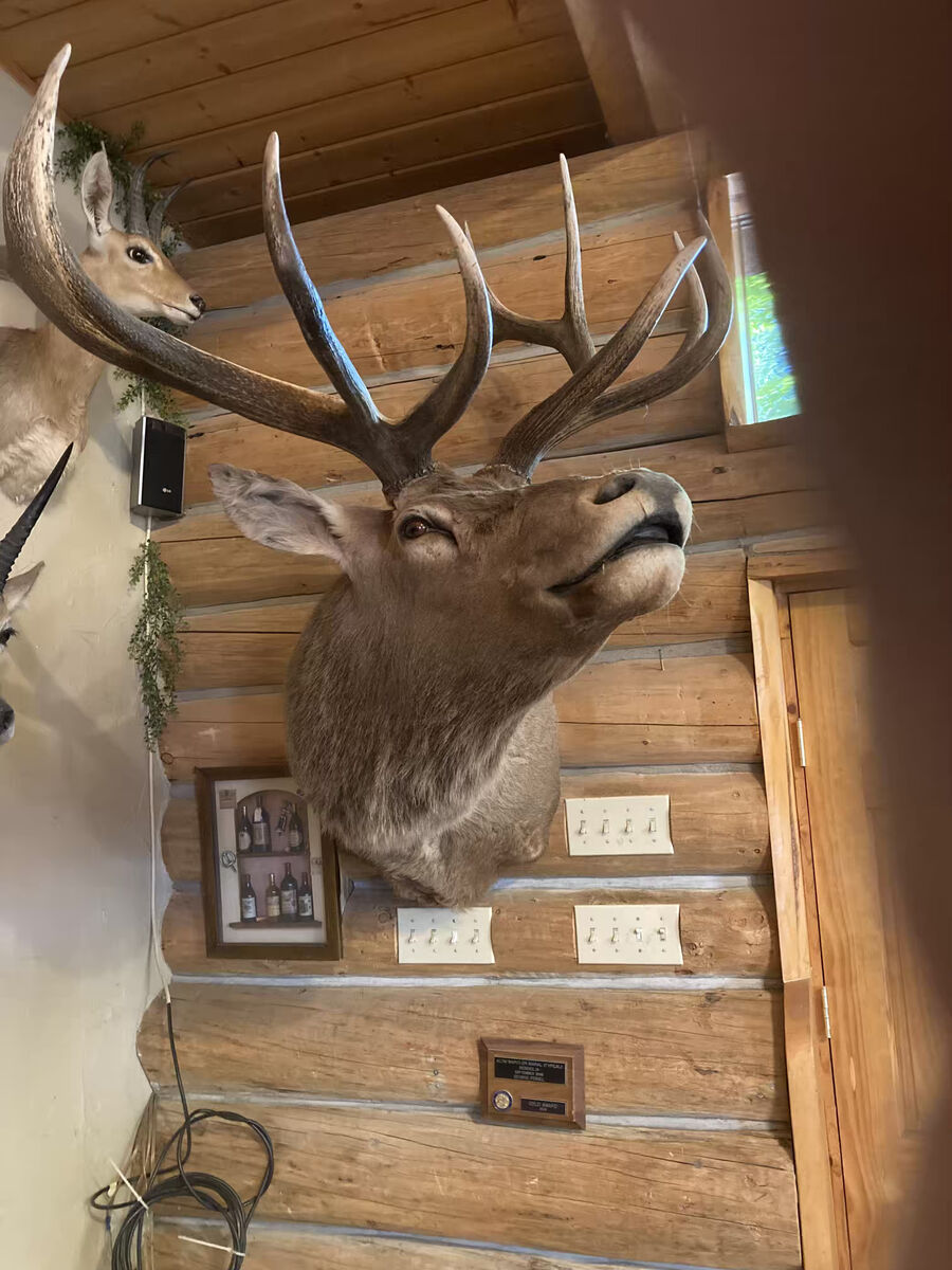 African, Asia, Utah, and Argentina head mounts for sale