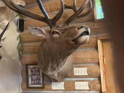 African, Asia, Utah, and Argentina head mounts for sale