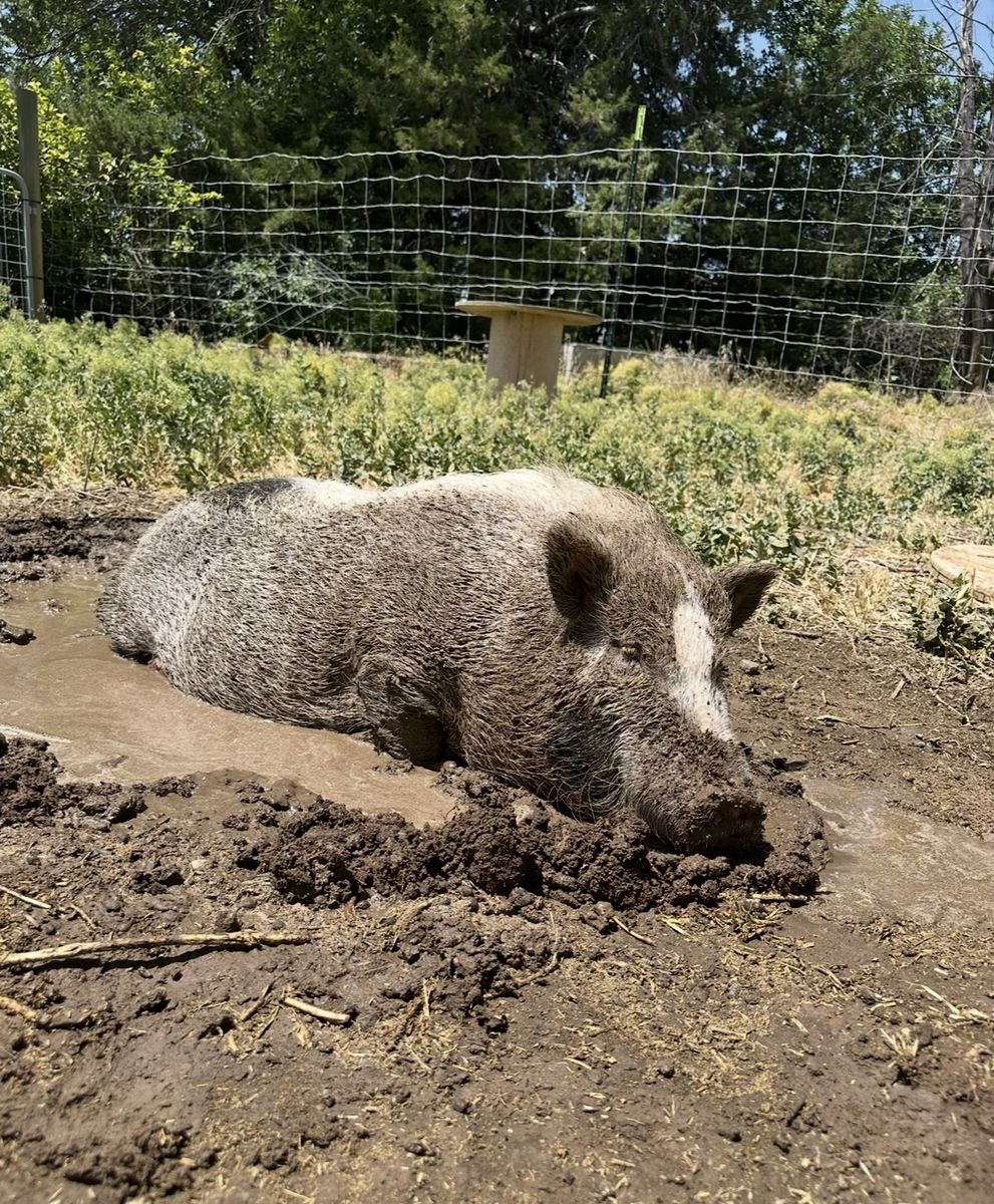 Pig