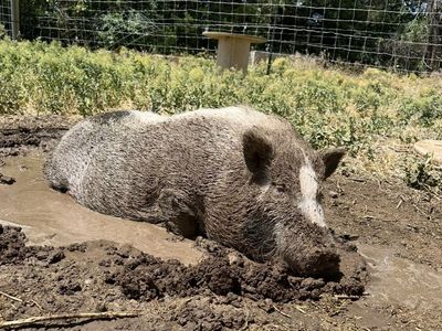 Pig
