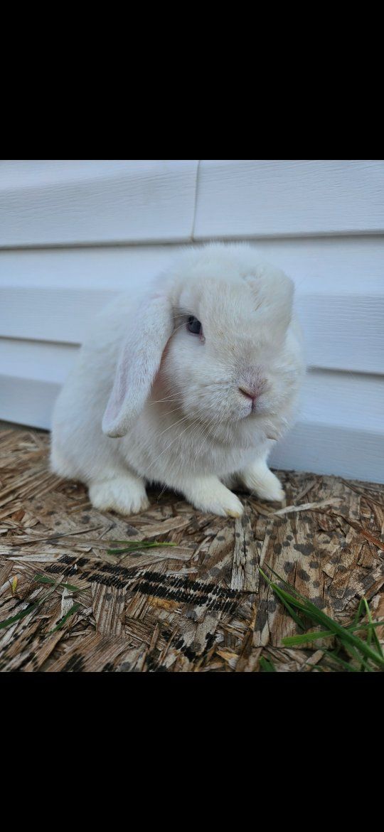 Pedigree Holland Lop Doe
