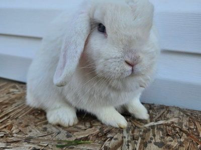Pedigree Holland Lop Doe