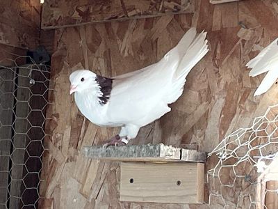Pigeons rollers