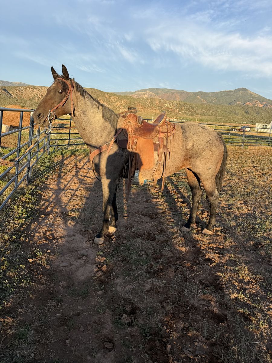 12-Year-Old Blue Roan Grade Mare - Calm Trail & Arena Horse