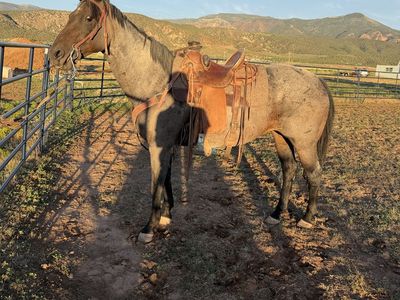 12-Year-Old Blue Roan Grade Mare - Calm Trail & Arena Horse