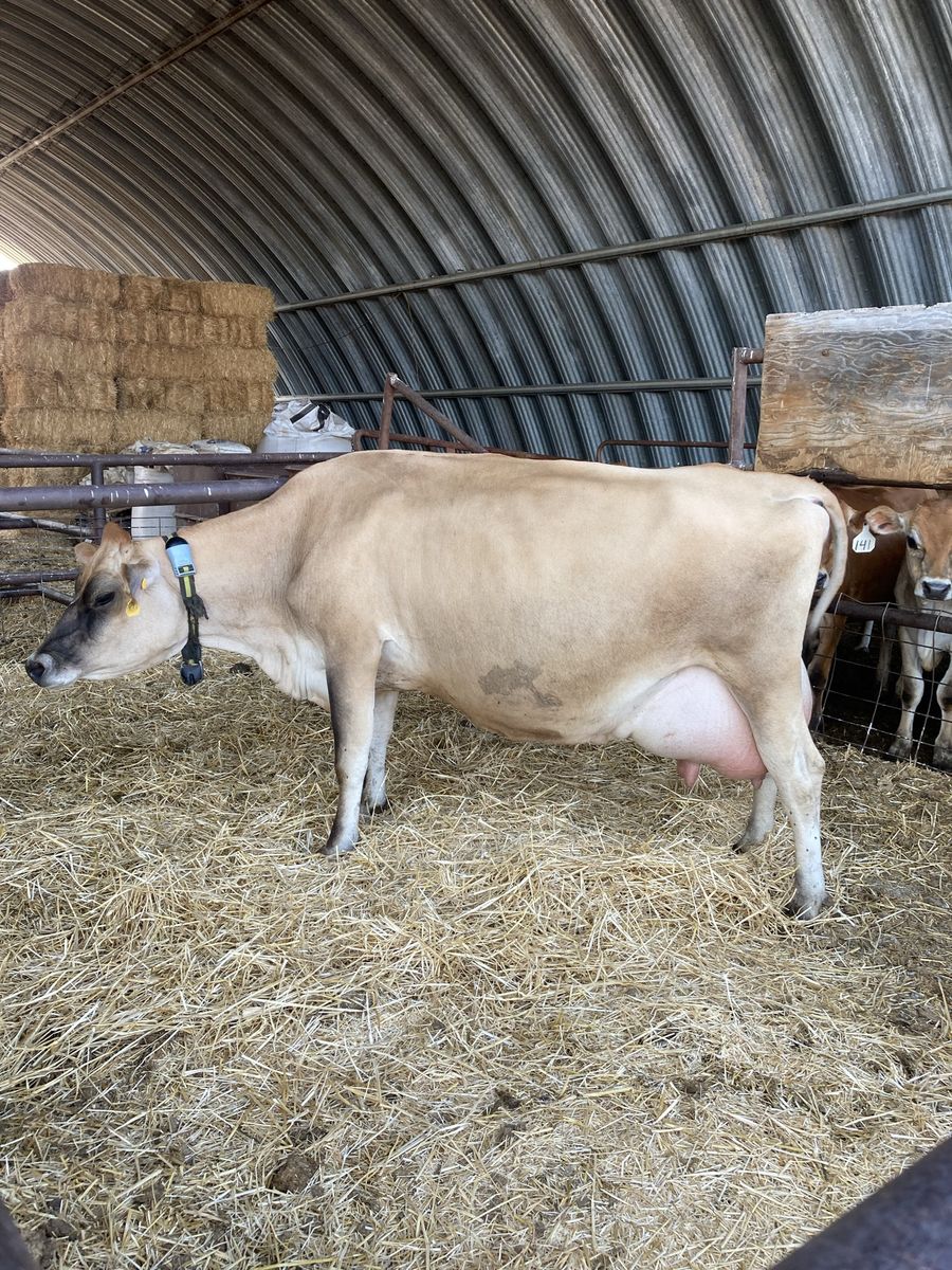 Jersey cow
